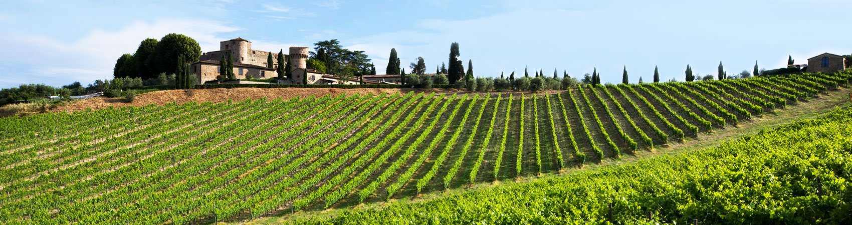 Chianti, Tuscany: view of a vineyard