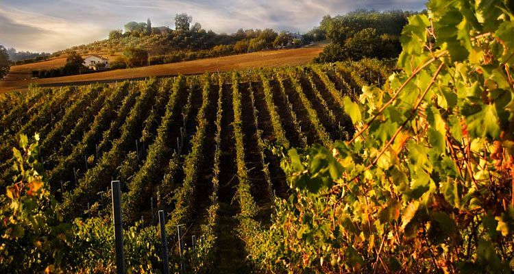 Viñedos en zona vinícola de Chianti, Toscana