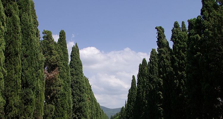 Las famosas cipreses de Bolgheri en Toscana