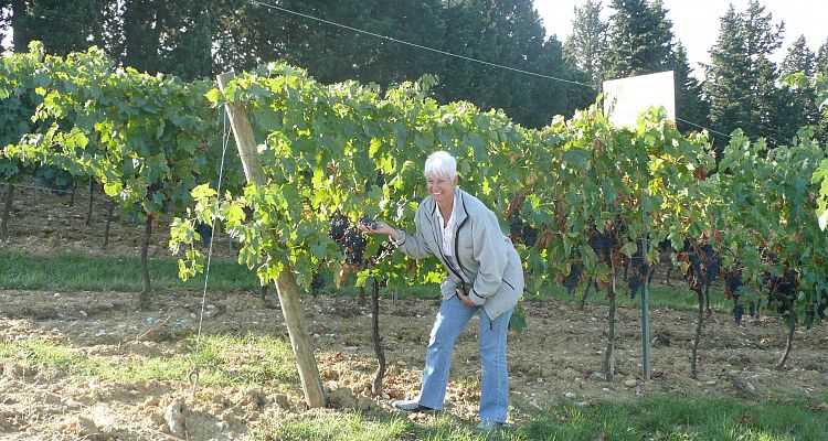Un viñedo de Chianti cerca de Siena, en Toscana